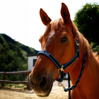 Halfterset mit satinierten Beschlägen