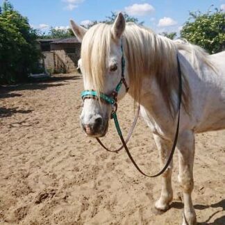 Zaumzeuge und Zubehör