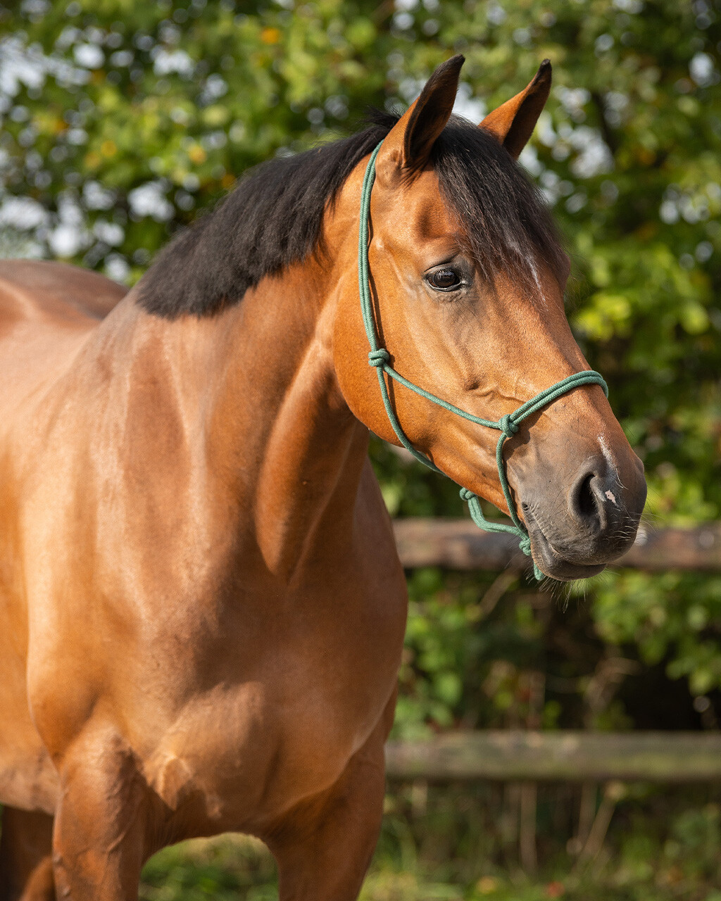 Knotenhalfter Basic – Bild 2