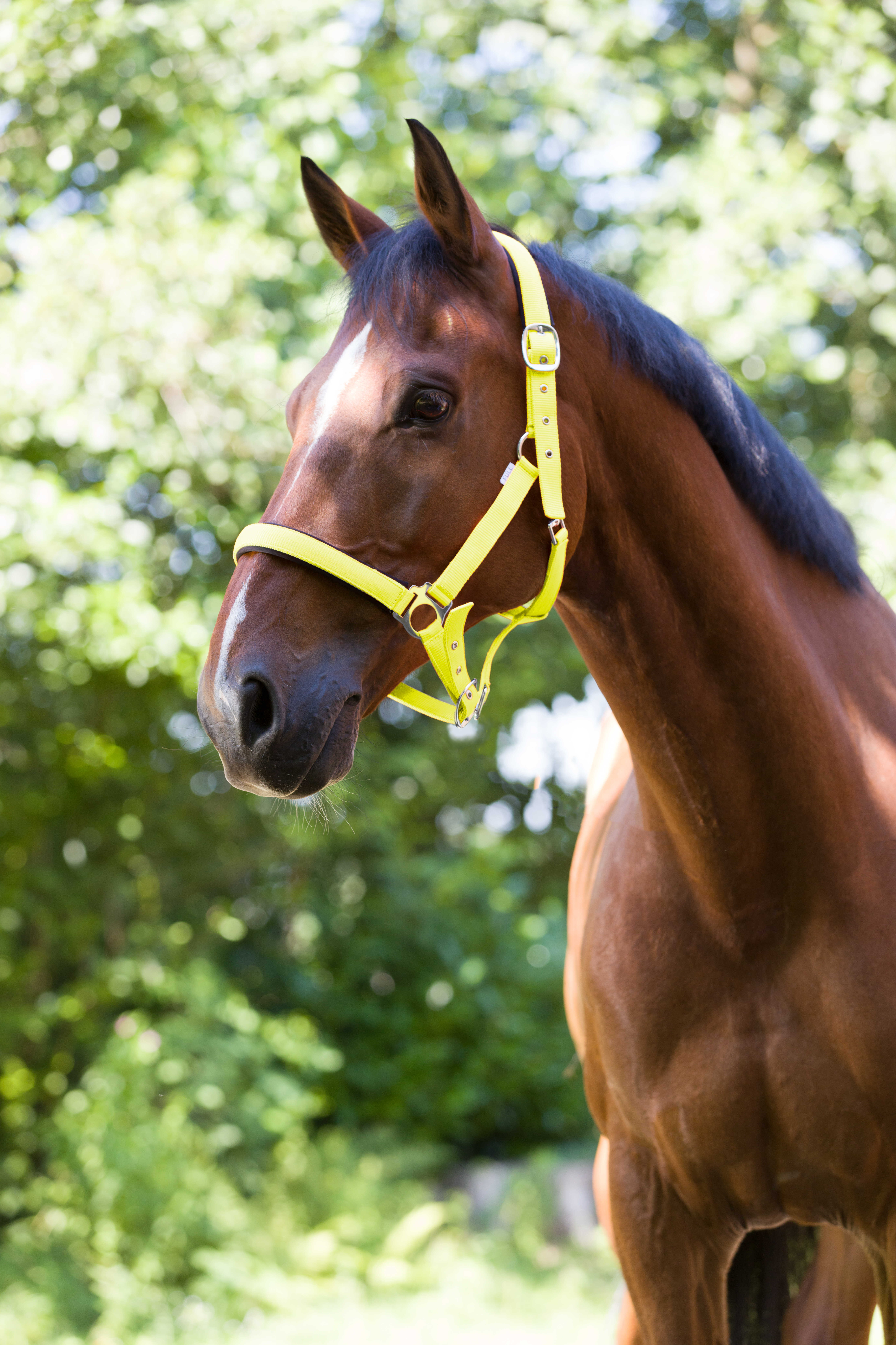 Halfter Fluo – Bild 4