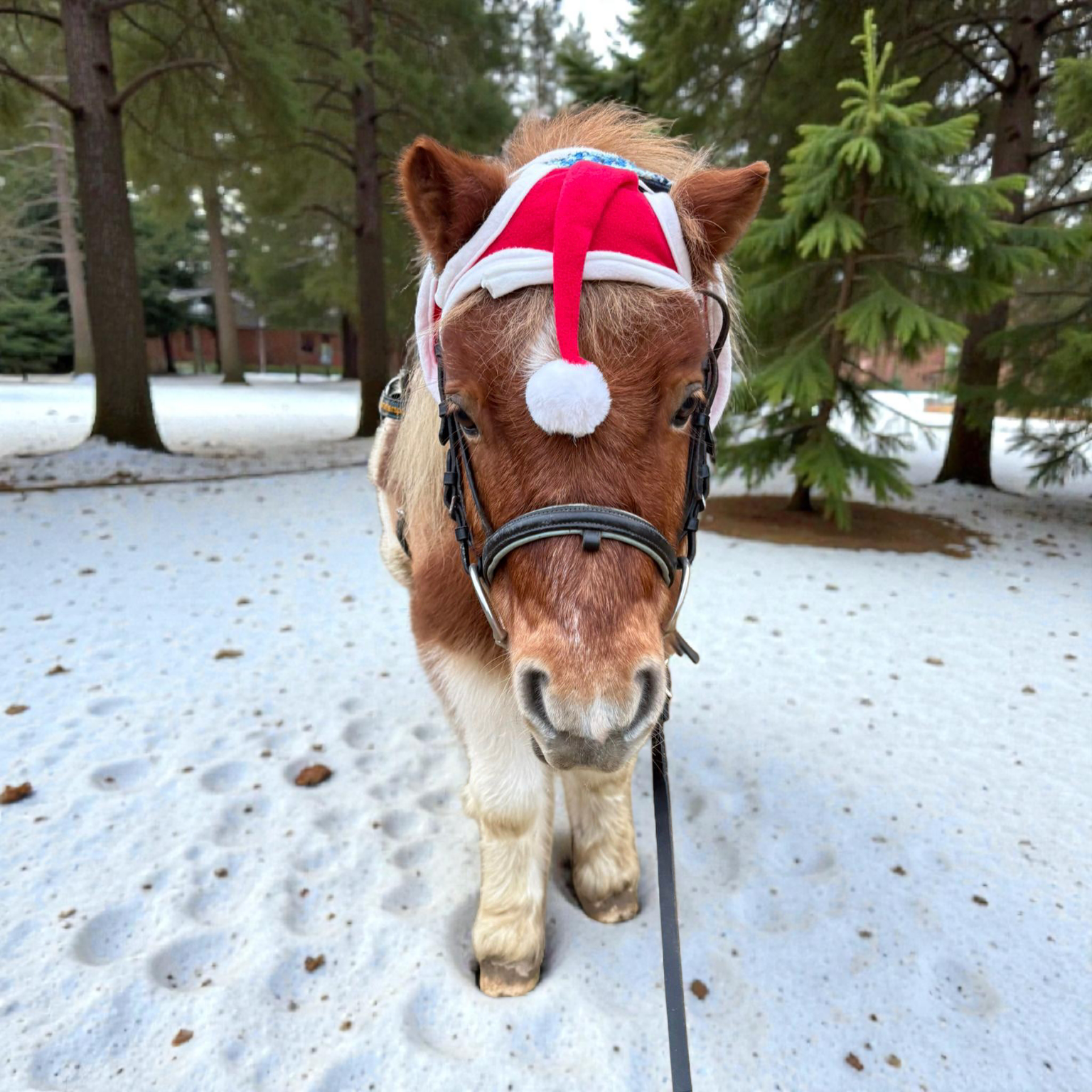 Weihnachtsmütze für's Pferd – Bild 2