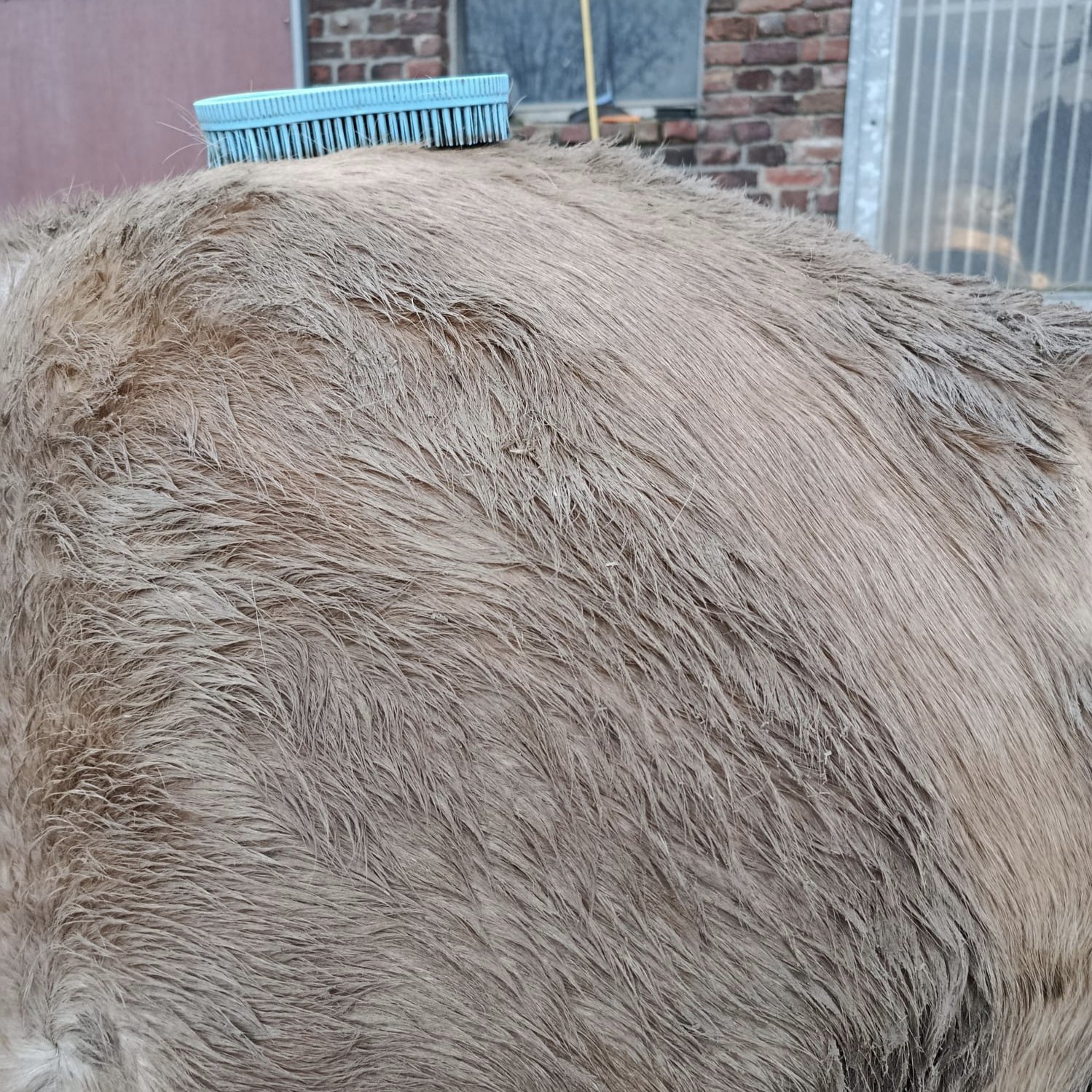 Bürste "DirtBuster" – Bild 3