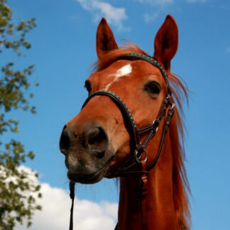 Sidepull RegenbogenCurly